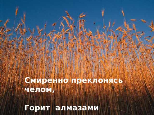 Смиренно преклонясь челом,  Горит алмазами пшеница… 