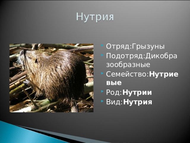 Отряд:Грызуны Подотряд:Дикобразообразные Семейство: Нутриевые Род: Нутрии Вид: Нутрия 