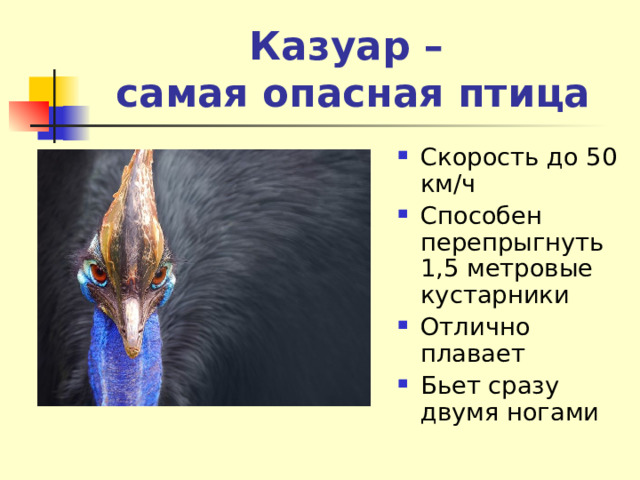 Казуар –  самая опасная птица Скорость до 50 км/ч Способен перепрыгнуть 1,5 метровые кустарники Отлично плавает Бьет сразу двумя ногами 