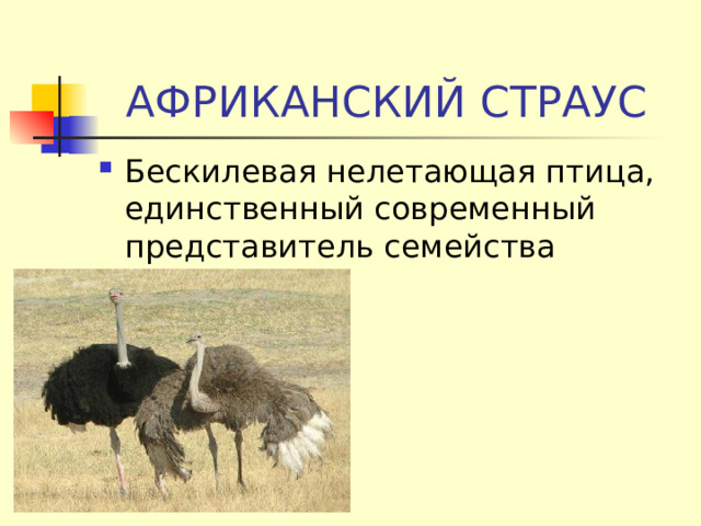 АФРИКАНСКИЙ СТРАУС Бескилевая нелетающая птица, единственный современный представитель семейства страусовых. 