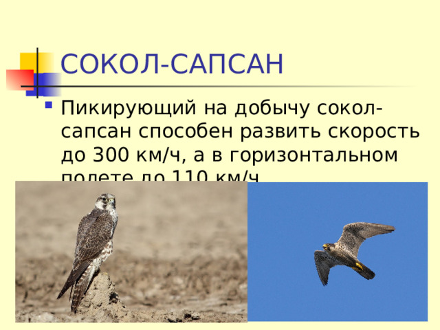 СОКОЛ-САПСАН Пикирующий на добычу сокол-сапсан способен развить скорость до 300 км/ч, а в горизонтальном полете до 110 км/ч. 