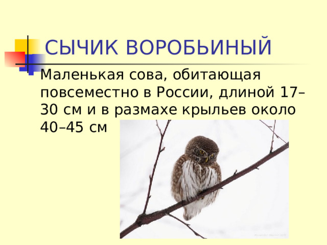 СЫЧИК ВОРОБЬИНЫЙ Маленькая сова, обитающая повсеместно в России, длиной 17–30 см и в размахе крыльев около 40–45 см 
