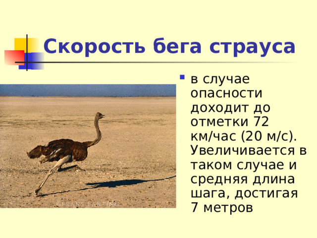 Скорость бега страуса  в случае опасности доходит до отметки 72 км/час (20 м/с). Увеличивается в таком случае и средняя длина шага, достигая 7 метров 
