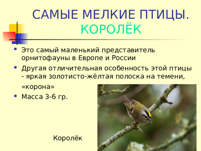 САМЫЕ МЕЛКИЕ ПТИЦЫ.  КОРОЛЁК Это самый маленький представитель орнитофауны в Европе и России Другая отличительная особенность этой птицы - яркая золотисто-жёлтая полоска на темени, «корона»  Масса 3-6 гр. Королёк 