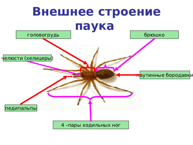 Внешнее строение паука  брюшко головогрудь челюсти (хелицеры) паутинные бородавки педипальпы 4 –пары ходильных ног 