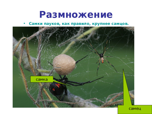 Размножение Самки пауков, как правило, крупнее самцов. самка самец 
