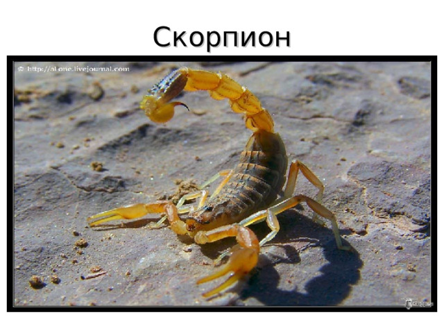 Скорпион 