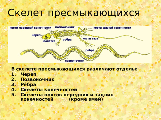 Чем скелет птиц отличается от скелета пресмыкающихся