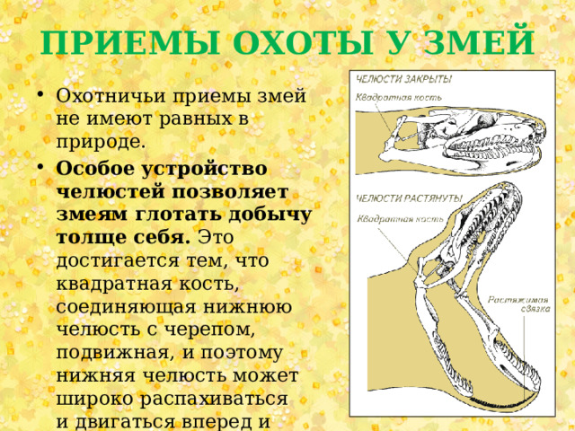 ПРИЕМЫ ОХОТЫ У ЗМЕЙ Охотничьи приемы змей не имеют равных в природе. Особое устройство челюстей позволяет змеям глотать добычу толще себя. Это достигается тем, что квадратная кость, соединяющая нижнюю челюсть с черепом, подвижная, и поэтому нижняя челюсть может широко распахиваться и двигаться вперед и назад. Впереди челюсти есть растяжимая связка. 