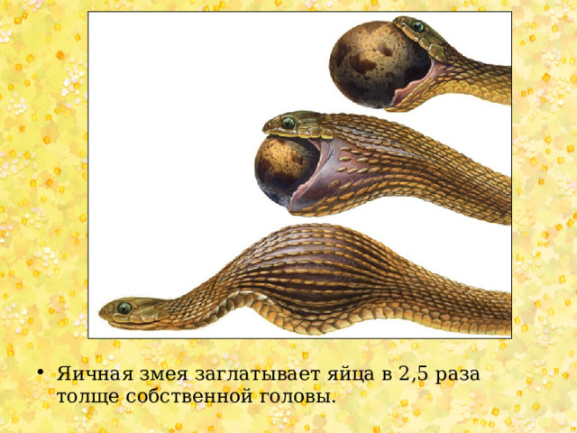 Яичная змея заглатывает яйца в 2,5 раза толще собственной головы. 