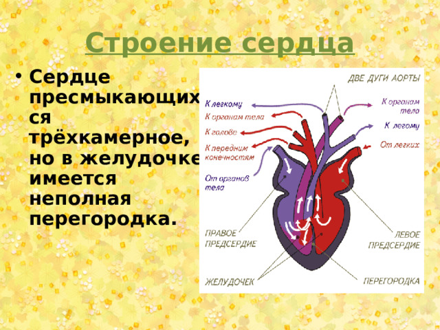 Строение сердца Сердце пресмыкающихся трёхкамерное, но в желудочке имеется неполная перегородка. 
