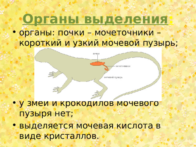 Органы выделения : органы: почки – мочеточники – короткий и узкий мочевой пузырь; у змей и крокодилов мочевого пузыря нет; выделяется мочевая кислота в виде кристаллов. 