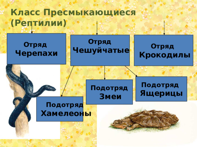 Класс Пресмыкающиеся (Рептилии) Отряд Черепахи Отряд Отряд  Крокодилы Чешуйчатые Подотряд Ящерицы Подотряд  Змеи Подотряд  Хамелеоны 