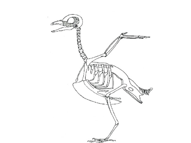 Для чего служит киль у птиц. Скелет голубя. Скелет птицы без подписей. Скелет птички. Скелет птицы с подписями.