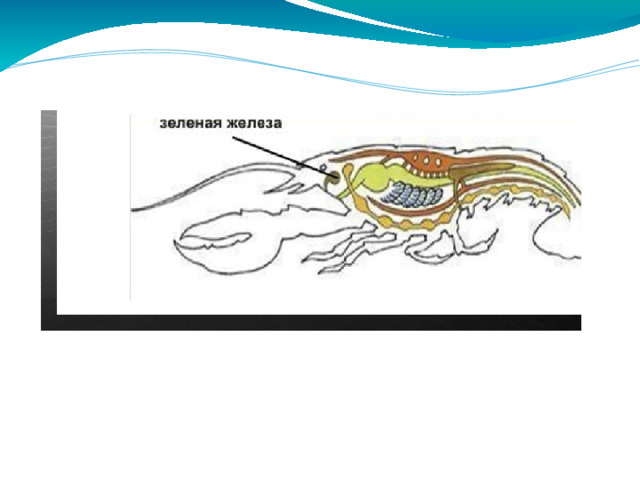 Внутреннее строение рачного рака  