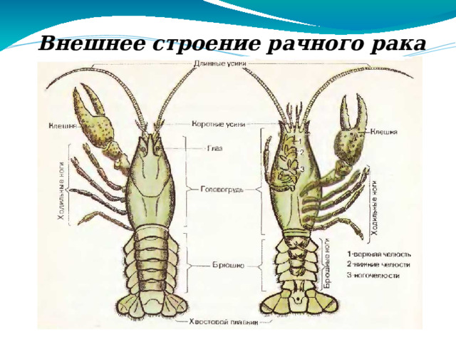 Почему тип называется членистоногие? Какие классы мы изучаем?  