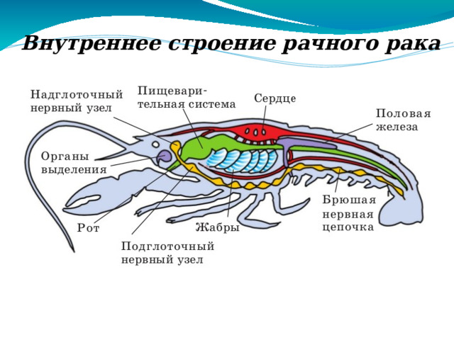 КРОВЕНОСНАЯ СИСТЕМА  -незамкнутая  -гемолимфа 