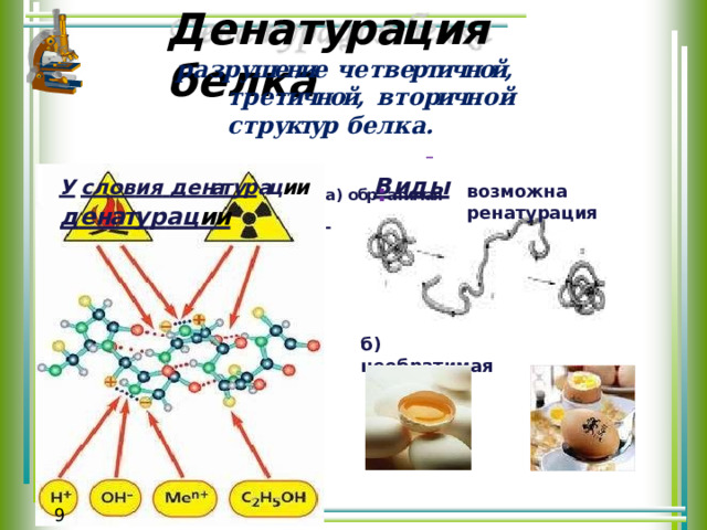 Д е н а т ур ац ия  б е л к а р а з р ушение  ч е т в ертичной,  т р е тичной, в т о ричн о й  с т р уктур  б е л к а . У с л о в и я  д е нат ур ац ии  В и д ы  д е нату р а ц ии а)  обр : атимая  - возможна  ренатурация б)  необратимая 9 