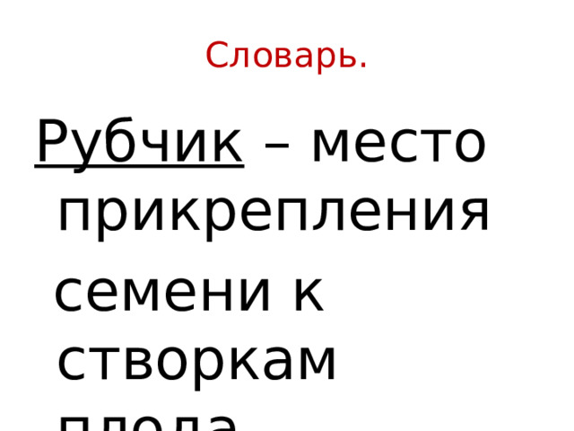 Как называется след на месте прикрепления семени к стенке плода