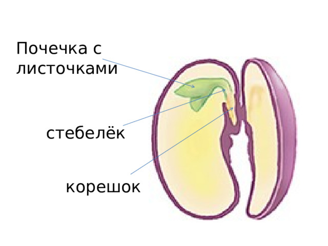 Длина семени фасоли