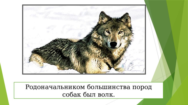 Родоначальником большинства пород собак был волк. 