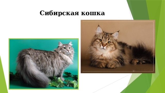 Сибирская кошка 