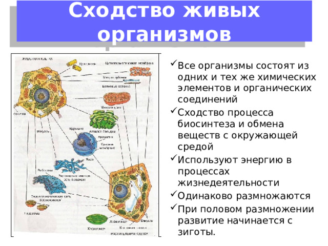 Органическое развитие человека это. Схема культура органический мир и естественная среда.