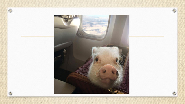 pig 