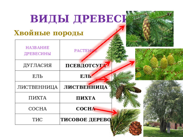 Хвойные породы древесины