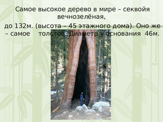 Самое высокое дерево в мире – секвойя вечнозелёная, до 132м. (высота – 45 этажного дома). Оно же – самое толстое. Диаметр у основания 46м. 