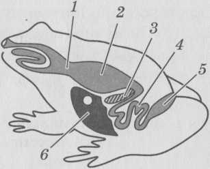 На рисунке отделы кишечника лягушки обозначены цифрами ответ
