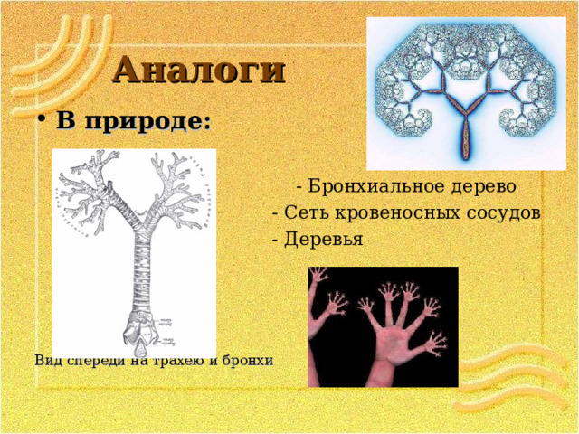 Аналоги В природе:   - Бронхиальное дерево  - Сеть кровеносных сосудов  - Деревья   Вид спереди на трахею и бронхи 