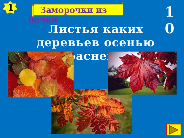1 10  Заморочки из бочки Листья каких деревьев осенью краснеют? 