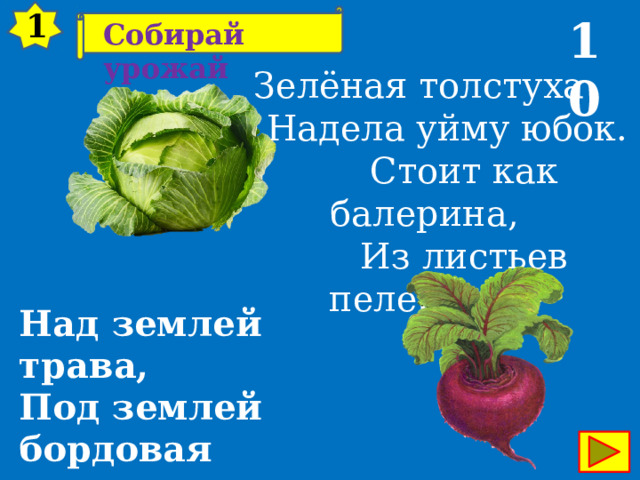 1 10 Собирай урожай Зелёная толстуха  Надела уйму юбок.  Стоит как балерина,  Из листьев пелерина. Над землей трава,  Под землей бордовая голова. 