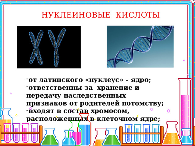 НУКЛЕИНОВЫЕ КИСЛОТЫ   от латинского «нуклеус» - ядро; ответственны за хранение и передачу наследственных признаков от родителей потомству; входят в состав хромосом, расположенных в клеточном ядре; 