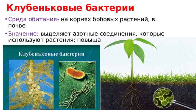 Клубеньковые бактерии значение. Азотофмксирубщие бактерии. Азотфиксирующие бактерии в природе 5 класс. Клубеньковые бактерии и бобовые растения. Клубеньковые бактерии роль в жизни человека.