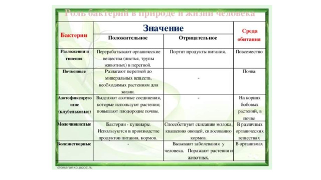 Бактерии: примеры, виды, топ самых опасных для человека бактерий в мире