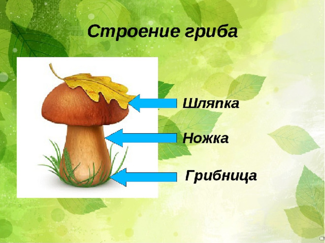 Презентация грибы для дошкольников