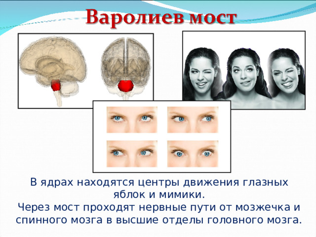 В ядрах находятся центры движения глазных яблок и мимики. Через мост проходят нервные пути от мозжечка и спинного мозга в высшие отделы головного мозга. 