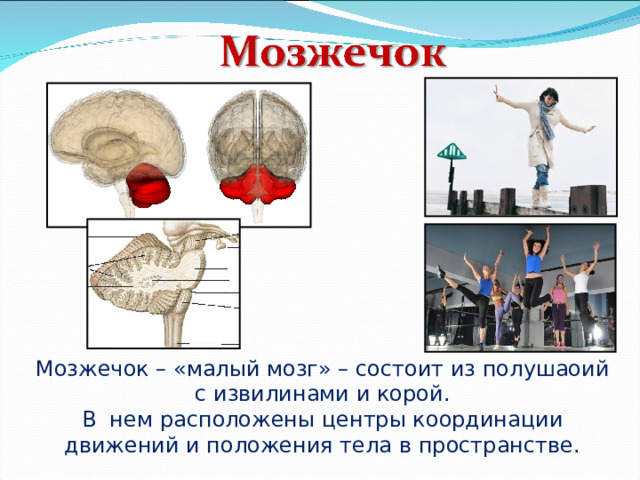 Мозжечок – «малый мозг» – состоит из полушаоий с извилинами и корой. В нем расположены центры координации движений и положения тела в пространстве. 
