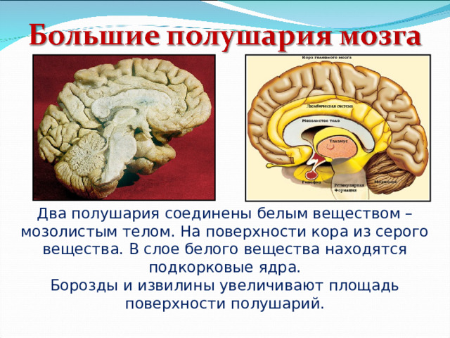 Полушария соединяет между собой. Мозолистое тело функции. Головной мозг строение и функции 8 класс. Функции головного мозга 8 класс. Функции головного мозга животных.