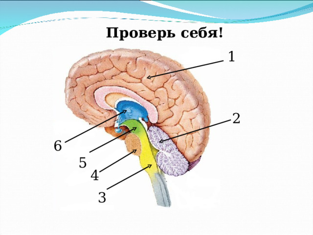 Проверь себя! 1 2 6 5 4 3 