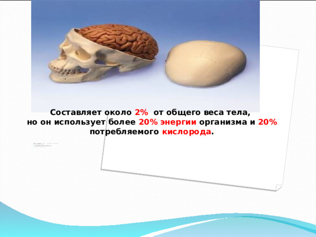  Составляет около 2% от общего веса тела,  но он использует более 20% энергии организма и 20% потребляемого кислорода .     Головной мозг расположен в мозговой части черепа, которая защищает от повреждения  Покрыт тремя оболочками  Внутри мозга имеются 4 желудочка  От головного мозга отходят 12 пар черепно-мозговых нервов  Средняя масса головного мозга людей- от 1400 - 1600 грамм  Образован белым и серым веществом    
