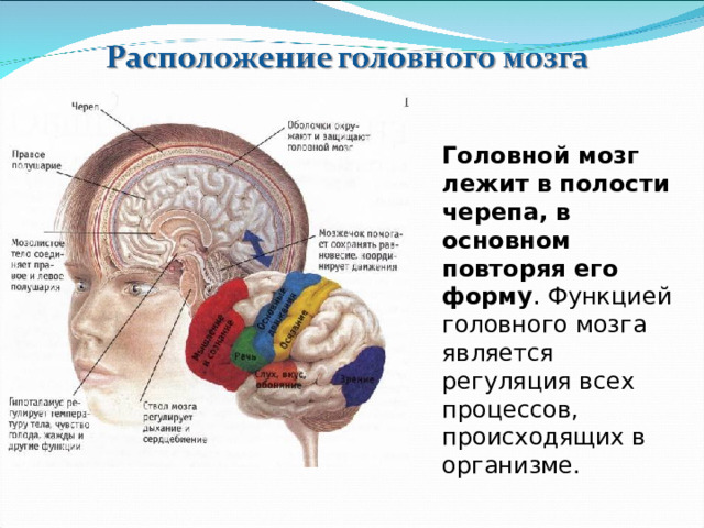 Функции среднего мозга 8 класс биология. Головной мозг 8 класс презентация. Расположите отделы головного мозга в полости черепа таблица. Таблица головного мозга 8 класс. Главный мозг иллитидов.