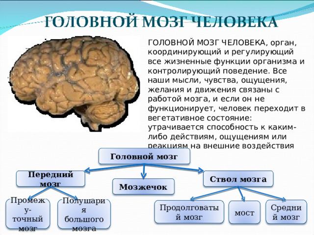 ГОЛОВНОЙ МОЗГ ЧЕЛОВЕКА, орган, координирующий и регулирующий все жизненные функции организма и контролирующий поведение. Все наши мысли, чувства, ощущения, желания и движения связаны с работой мозга, и если он не функционирует, человек переходит в вегетативное состояние: утрачивается способность к каким-либо действиям, ощущениям или реакциям на внешние воздействия Головной мозг Ствол мозга Передний мозг Мозжечок Промежу- точный мозг Полушария большого мозга Средний мозг Продолговатый мозг мост 