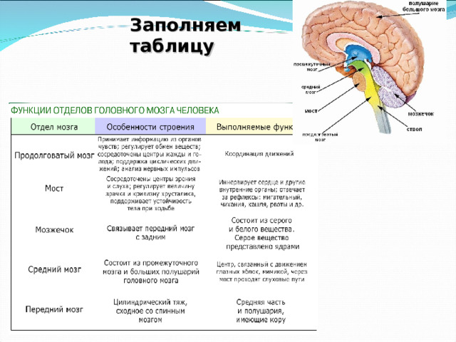 Презентация строение и функции головного мозга 8 класс презентация