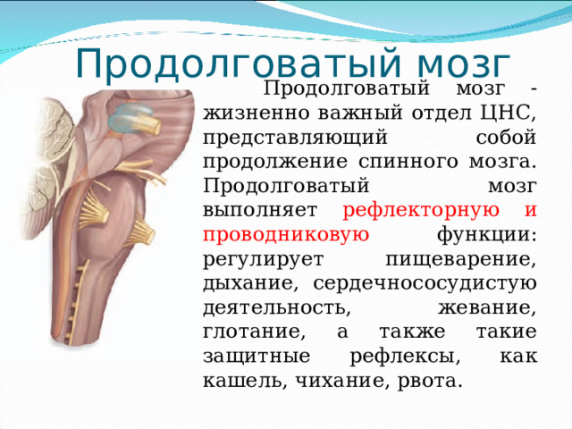 Продолговатый мозг функции таблица