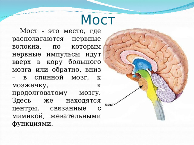 Функции среднего мозга 8 класс биология. Функции головного мозга 8 класс. Головной мозг 8 класс. Головной мозг строение и функции 8 класс. Функции головного мозга 8 класс биология.