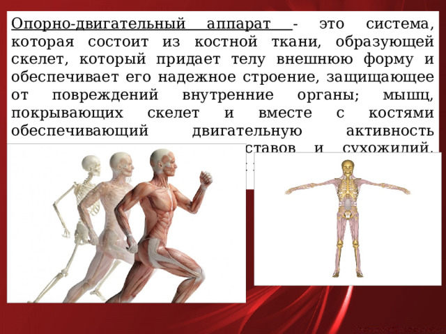 Опорно-двигательный аппарат - это система, которая состоит из костной ткани, образующей скелет, который придает телу внешнюю форму и обеспечивает его надежное строение, защищающее от повреждений внутренние органы; мышц, покрывающих скелет и вместе с костями обеспечивающий двигательную активность человека, и, наконец, суставов и сухожилий, соединяющих мышцы и кости между собой. 