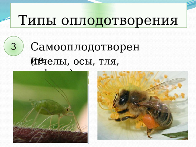 Типы оплодотворения 3 Самооплодотворение (пчелы, осы, тля, дафнии) 